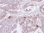 SEMA4A Antibody in Immunohistochemistry (Paraffin) (IHC (P))