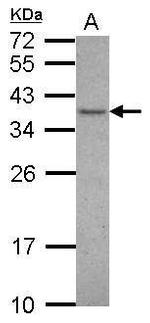 VAX1 Antibody in Western Blot (WB)