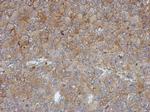 CCR5 Antibody in Immunohistochemistry (Paraffin) (IHC (P))