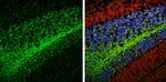 PGP9.5 Antibody in Immunohistochemistry (Frozen) (IHC (F))