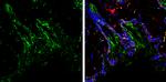 PGP9.5 Antibody in Immunohistochemistry (Paraffin) (IHC (P))