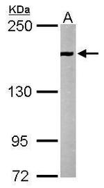 EEA1 Antibody in Western Blot (WB)