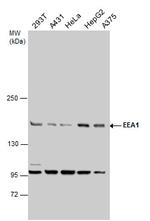 EEA1 Antibody in Western Blot (WB)