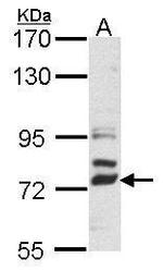 DLL4 Antibody in Western Blot (WB)