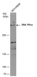 DNA-PK Antibody in Western Blot (WB)