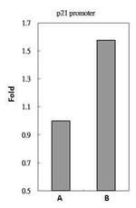 HDAC3 Antibody in ChIP Assay (ChIP)