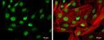 HDAC3 Antibody in Immunocytochemistry (ICC/IF)