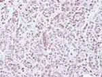 HDAC3 Antibody in Immunohistochemistry (Paraffin) (IHC (P))