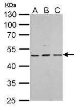 HDAC3 Antibody in Western Blot (WB)