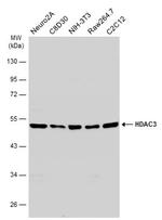 HDAC3 Antibody in Western Blot (WB)