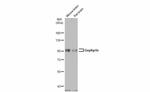 Gephyrin Antibody in Western Blot (WB)