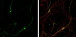 Gephyrin Antibody in Immunocytochemistry (ICC/IF)