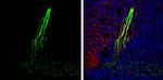 Gephyrin Antibody in Immunohistochemistry (Frozen) (IHC (F))