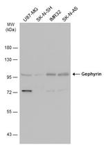 Gephyrin Antibody in Western Blot (WB)