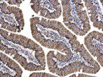 Aconitase 2 Antibody in Immunohistochemistry (Paraffin) (IHC (P))