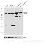 Aconitase 2 Antibody in Western Blot (WB)