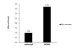 MCM4 Antibody in ChIP Assay (ChIP)