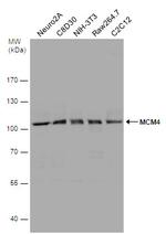 MCM4 Antibody in Western Blot (WB)