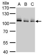 MCM4 Antibody in Western Blot (WB)