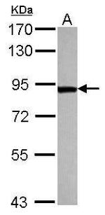 TARS Antibody in Western Blot (WB)