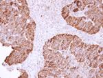 HSP90 alpha Antibody in Immunohistochemistry (Paraffin) (IHC (P))