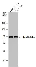 HSP90 alpha Antibody in Western Blot (WB)