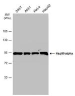 HSP90 alpha Antibody in Western Blot (WB)