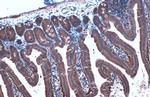 HSP90 alpha Antibody in Immunohistochemistry (Paraffin) (IHC (P))