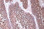 HSP90 alpha Antibody in Immunohistochemistry (Paraffin) (IHC (P))