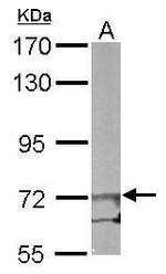 eIF2b epsilon Antibody in Western Blot (WB)