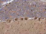 NPR1 Antibody in Immunohistochemistry (Paraffin) (IHC (P))