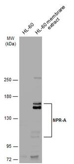 NPR1 Antibody in Western Blot (WB)