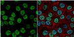 EXO1 Antibody in Immunocytochemistry (ICC/IF)