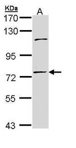 POLH Antibody in Western Blot (WB)