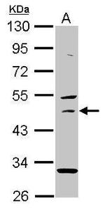 USH1G Antibody in Western Blot (WB)