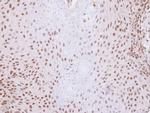 SNW1 Antibody in Immunohistochemistry (Paraffin) (IHC (P))