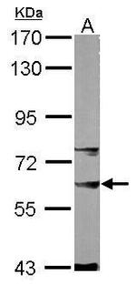 SNW1 Antibody in Western Blot (WB)