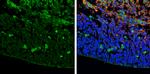 ZIC3 Antibody in Immunohistochemistry (Frozen) (IHC (F))