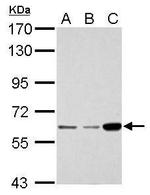 CDKAL1 Antibody in Western Blot (WB)