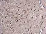 HSPA2 Antibody in Immunohistochemistry (Paraffin) (IHC (P))