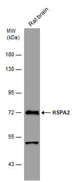 HSPA2 Antibody in Western Blot (WB)