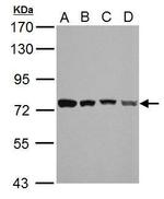 HSPA2 Antibody in Western Blot (WB)