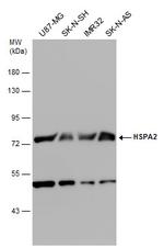 HSPA2 Antibody in Western Blot (WB)