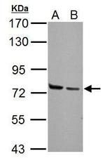 HSPA2 Antibody in Western Blot (WB)