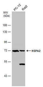 HSPA2 Antibody in Western Blot (WB)