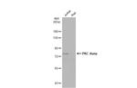 PKC theta Antibody in Western Blot (WB)