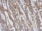 PKC theta Antibody in Immunohistochemistry (Paraffin) (IHC (P))