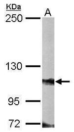 ZFPM2 Antibody in Western Blot (WB)