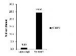 SETDB1 Antibody in ChIP Assay (ChIP)