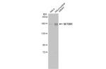 SETDB1 Antibody in Western Blot (WB)